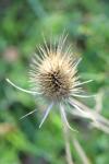 Dipsacus fullonum