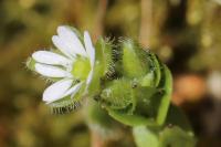 Cerastium fontanum