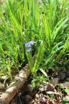 Scilla bifolia