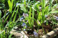 Scilla bifolia