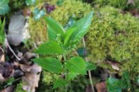 Mercurialis annua