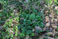 Cyclamen hederifolium