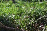 Polypodium vulgare