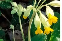Primula veris