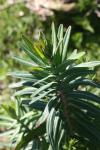 Euphorbia lathyris