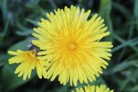Taraxacum officinale