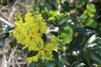 Berberis aquifolium