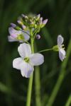 Cardamine pratensis