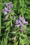 Corydalis solida