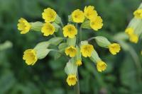 Primula veris
