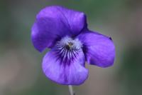 Viola riviniana