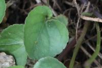 Viola riviniana