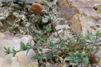 Cerastium fontanum