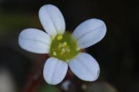 Saxifraga tridactylites