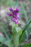 Orchis mascula