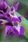 Orchis mascula