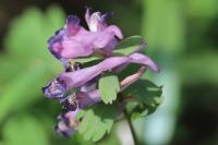 Corydalis solida