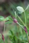 Trifolium incarnatum