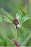 Trifolium incarnatum