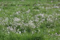 Cardamine pratensis