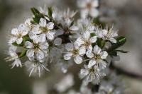 Prunus spinosa