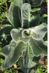 Verbascum pulverulentum