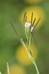 Cardamine hirsuta