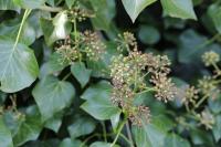 Hedera helix