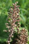 Petasites hybridus