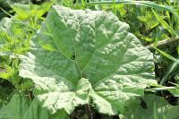Petasites hybridus