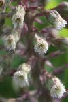 Petasites hybridus
