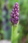 Orchis mascula