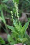 Mercurialis perennis