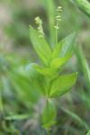 Mercurialis perennis