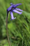 Hyacinthoides non-scripta