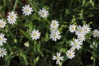 Rabelera holostea