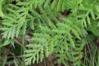 Tanacetum vulgare