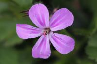 Geranium robertianum