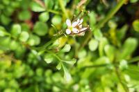 Cardamine hirsuta