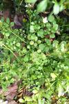 Cardamine hirsuta