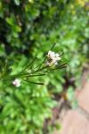 Cardamine hirsuta