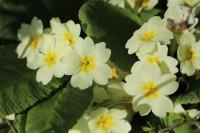 Primula vulgaris