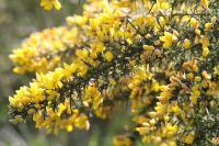 Ulex europaeus