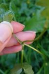 Ficaria verna