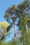 Pinus sylvestris