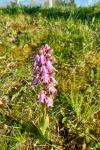 Himantoglossum robertianum
