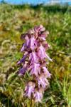 Himantoglossum robertianum