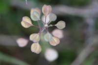 Microthlaspi perfoliatum