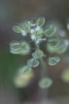 Microthlaspi perfoliatum