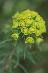 Euphorbia cyparissias